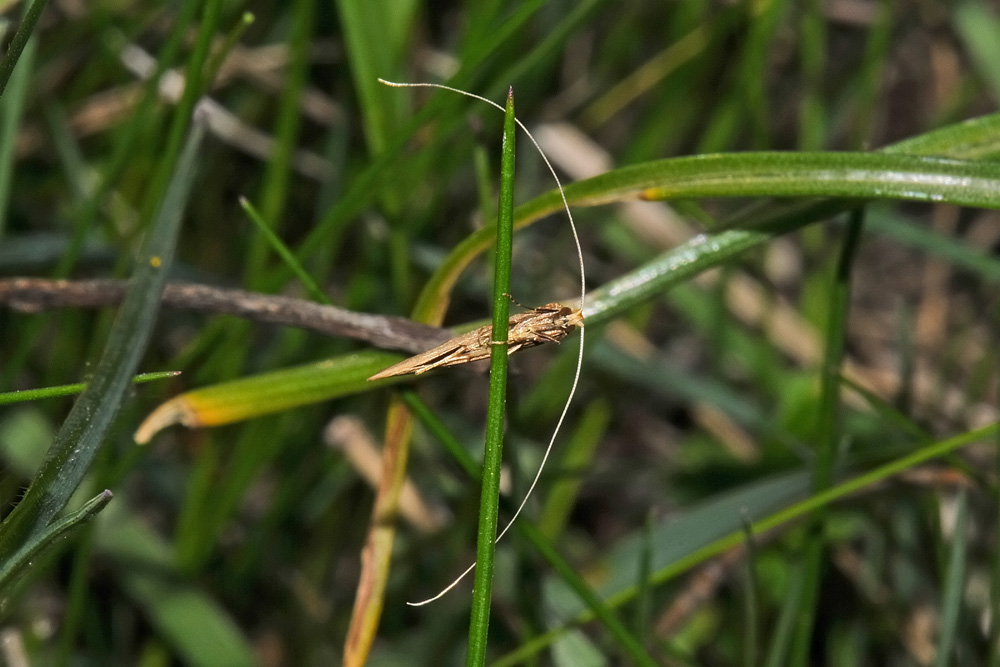 Nematopogon cfr. swamme.r.d.amella